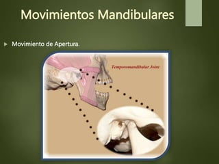 Movimientos Mandibulares
 Movimiento de Apertura.
 