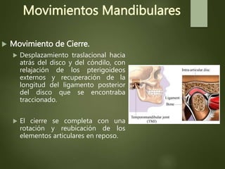 Movimientos Mandibulares
 Movimiento de Cierre.
 Desplazamiento traslacional hacia
atrás del disco y del cóndilo, con
relajación de los pterigoideos
externos y recuperación de la
longitud del ligamento posterior
del disco que se encontraba
traccionado.
 El cierre se completa con una
rotación y reubicación de los
elementos articulares en reposo.
 