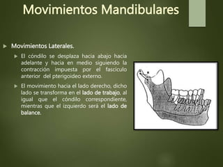 Movimientos Mandibulares
 Movimientos Laterales.
 El cóndilo se desplaza hacia abajo hacia
adelante y hacia en medio siguiendo la
contracción impuesta por el fascículo
anterior del pterigoideo externo.
 El movimiento hacia el lado derecho, dicho
lado se transforma en el lado de trabajo, al
igual que el cóndilo correspondiente,
mientras que el izquierdo será el lado de
balance.
 
