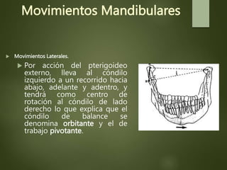 Movimientos Mandibulares
 Movimientos Laterales.
 Por acción del pterigoideo
externo, lleva al cóndilo
izquierdo a un recorrido hacia
abajo, adelante y adentro, y
tendrá como centro de
rotación al cóndilo de lado
derecho lo que explica que el
cóndilo de balance se
denomina orbitante y el de
trabajo pivotante.
 