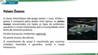 A classe Osteichthyes (do grego osteon = osso, ichthys =
peixe) é composta pelos peixes mais típicos, os peixes
ósseos, encontrados em todos os tipos de ambientes
aquáticos e muito importantes para a humanidade como
fonte de alimento proteico.
Fendas branquiais recobertas: opérculo.
Os peixes ósseos são dioicos.
O revestimento do corpo é constituído por escamas
cicloides, ctenoides e ganoides, sendo a cauda
homocerca.
Imagem: OpenCage / Creative Commons Attribution-Share Alike 2.5 Generic.
10
 