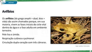 Os anfíbios (do grego amphi = dual, bios =
vida) são assim chamados porque, em sua
maioria, vivem as fases iniciais do ciclo vital
dentro da água e a fase adulta em ambiente
terrestre.
Pele lisa e úmida.
Respiração cutânea e pulmonar.
Circulação dupla-coração com três câmaras.
Imagem: LiquidGhoul / Domínio público
11
 