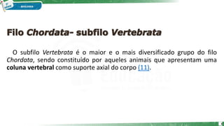 O subfilo Vertebrata é o maior e o mais diversificado grupo do filo
Chordata, sendo constituído por aqueles animais que apresentam uma
coluna vertebral como suporte axial do corpo (11).
3
 