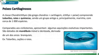 A classe Chondrichthyes (do grego chondros = cartilagem, ichthys = peixe) compreende
tubarões, raias e quimeras, sendo um grupo antigo e, principalmente, marinho, com
cerca de 1 000 espécies.
Comparados aos ciclóstomos, apresentam algumas aquisições evolutivas importantes.
São dotados de mandíbula móvel e denteada, derivada
de um dos arcos branquiais.
Ex: Tubarões, cações e raias.
Imagem: Moesmand / Creative Commons Attribution-Share Alike 3.0
Unported
8
 