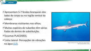 Apresentam 5-7 fendas branquiais dos
lados do corpo ou na região ventral da
cabeça;
Membranas nictitantes nos olhos;
Muitas espécies de tubarões têm várias
fiadas de dentes de substituição;
Escamas PLACOIDES;
Linha lateral- Percepções de vibrações
na água (12).
Imagem cortada por Chris huh, sendo o autor original Fbattail /
GNU Free Documentation License.
9
 
