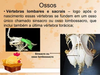 • Vértebras lombares e sacrais – logo após o
nascimento essas vértebras se fundem em um osso
único chamado sinsacro ou osso lombossacro, que
inclui também a última vértebra torácica;
Ossos
Sinsacro ou
osso lombossacro
 