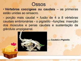• Vértebras coccígeas ou caudais – as primeiras
estão unidas ao sinsacro.
- porção mais caudal = fusão de 4 a 8 vértebras
caudais embrionárias - o pigóstilo –funções: inserção
dos músculos e penas caudais e sustentação da
glândula uropigeanal.
Ossos
Caudais e Pigóstilo
 