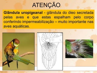 Glândula uropigeanal - glândula do óleo secretada
pelas aves e que estas espalham pelo corpo
conferindo impermeabilização – muito importante nas
aves aquáticas.
ATENÇÃO
 