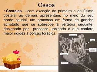 • Costelas – com exceção da primeira e da última
costela, as demais apresentam, no meio do seu
bordo caudal, um processo em forma de gancho
achatado que se sobrepõe à vértebra seguinte,
designado por processo uncinado e que confere
maior rigidez à porção torácica;
Ossos
 