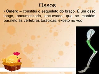 • Úmero – constitui o esqueleto do braço. É um osso
longo, pneumatizado, encurvado, que se mantém
paralelo às vértebras torácicas, exceto no voo;
Ossos
 