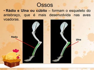 • Rádio e Ulna ou cúbito – formam o esqueleto do
antebraço, que é mais desenvolvida nas aves
voadoras.
Ossos
Rádio
Ulna
 
