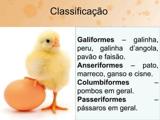 Classificação
Galiformes – galinha,
peru, galinha d’angola,
pavão e faisão.
Anseriformes – pato,
marreco, ganso e cisne.
Columbiformes –
pombos em geral.
Passeriformes –
pássaros em geral.
 