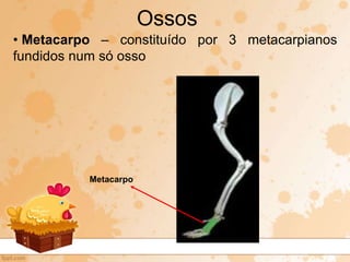 • Metacarpo – constituído por 3 metacarpianos
fundidos num só osso
Ossos
Metacarpo
 