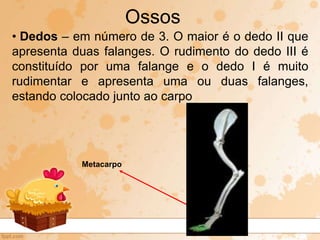 • Dedos – em número de 3. O maior é o dedo II que
apresenta duas falanges. O rudimento do dedo III é
constituído por uma falange e o dedo I é muito
rudimentar e apresenta uma ou duas falanges,
estando colocado junto ao carpo
Ossos
Metacarpo
 