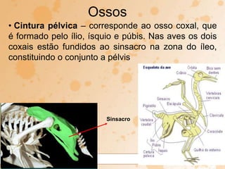 • Cintura pélvica – corresponde ao osso coxal, que
é formado pelo ílio, ísquio e púbis. Nas aves os dois
coxais estão fundidos ao sinsacro na zona do íleo,
constituindo o conjunto a pélvis
Ossos
Sinsacro
 