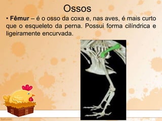 • Fêmur – é o osso da coxa e, nas aves, é mais curto
que o esqueleto da perna. Possui forma cilíndrica e
ligeiramente encurvada.
Ossos
 