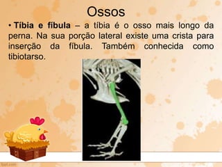 • Tíbia e fíbula – a tíbia é o osso mais longo da
perna. Na sua porção lateral existe uma crista para
inserção da fíbula. Também conhecida como
tibiotarso.
Ossos
 
