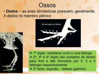 • Dedos – as aves domésticas possuem, geralmente,
4 dedos no membro pélvico
Ossos
 1º dígito: metatarso curto e uma falange
 2º, 3º e 4º dígito são contados de dentro
para fora e são formados por 2, 3 e 4
falanges respectivamente
 5º dedo: esporão – defesa (galinha)
 
