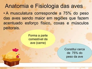 • A musculatura corresponde a 75% do peso
das aves sendo maior em regiões que fazem
acentuado esforço físico, coxas e músculos
peitorais.
Anatomia e Fisiologia das aves
Forma a parte
comestível da
ave (carne)
Constitui cerca
de 75% do
peso da ave
 