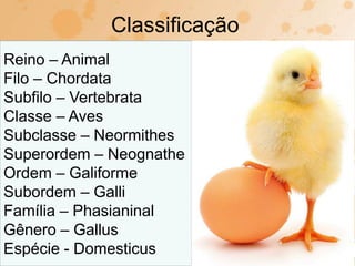 Classificação
Reino – Animal
Filo – Chordata
Subfilo – Vertebrata
Classe – Aves
Subclasse – Neormithes
Superordem – Neognathe
Ordem – Galiforme
Subordem – Galli
Família – Phasianinal
Gênero – Gallus
Espécie - Domesticus
 