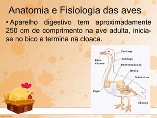• Aparelho digestivo tem aproximadamente
250 cm de comprimento na ave adulta, inicia-
se no bico e termina na cloaca.
Anatomia e Fisiologia das aves
 