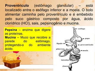 Proventrículo (estômago glandular) – está
localizado entre o esôfago inferior e a moela. O bolo
alimentar caminha pelo proventrículo e é embebido
pelo suco gástrico composto por água, ácido
clorídrico (HCl), sais, pepsinogênio e mucina.
Pepsina – enzima que digere
as proteínas.
Mucina – Muco que recobre a
parede do estômago,
protegendo-o do ambiente
ácido.
 