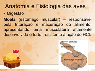 - Digestão
Moela (estômago muscular) – responsável
pela trituração e maceração do alimento,
apresentando uma musculatura altamente
desenvolvida e forte, resistente à ação do HCl.
Anatomia e Fisiologia das aves
 