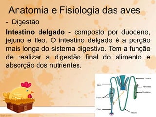- Digestão
Intestino delgado - composto por duodeno,
jejuno e íleo. O intestino delgado é a porção
mais longa do sistema digestivo. Tem a função
de realizar a digestão final do alimento e
absorção dos nutrientes.
Anatomia e Fisiologia das aves
 