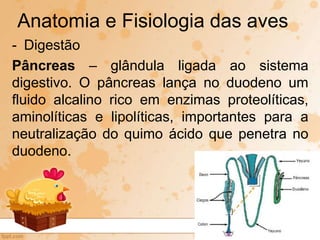 - Digestão
Pâncreas – glândula ligada ao sistema
digestivo. O pâncreas lança no duodeno um
fluido alcalino rico em enzimas proteolíticas,
aminolíticas e lipolíticas, importantes para a
neutralização do quimo ácido que penetra no
duodeno.
Anatomia e Fisiologia das aves
 