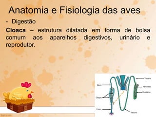 - Digestão
Cloaca – estrutura dilatada em forma de bolsa
comum aos aparelhos digestivos, urinário e
reprodutor.
Anatomia e Fisiologia das aves
 