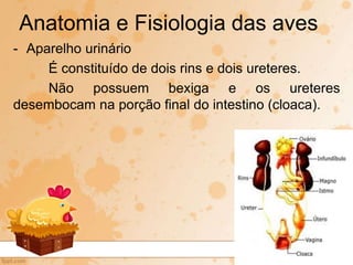 - Aparelho urinário
É constituído de dois rins e dois ureteres.
Não possuem bexiga e os ureteres
desembocam na porção final do intestino (cloaca).
Anatomia e Fisiologia das aves
 