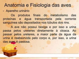 - Aparelho urinário
Os produtos finais do metabolismo das
proteínas e água transportada pela corrente
sanguínea são depositados nos túbulos dos rins.
A ave não possui bexiga e por isso a urina
passa pelos ureteres diretamente à cloaca. Ao
passar pelos ureteres, a maior parte da água da
urina é reabsorvida pelo corpo e, por isso, a urina
das aves é pastosa.
Anatomia e Fisiologia das aves
 