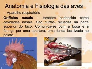 - Aparelho respiratório
Orifícios nasais – também conhecido como
cavidades nasais. São curtas, situadas na parte
superior do bico. Comunica-se com a boca e a
faringe por uma abertura, uma fenda localizada no
palato.
Anatomia e Fisiologia das aves
 
