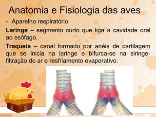 - Aparelho respiratório
Laringe – segmento curto que liga a cavidade oral
ao esôfago.
Traqueia – canal formado por anéis de cartilagem
que se inicia na laringe e bifurca-se na siringe-
filtração do ar e resfriamento evaporativo.
Anatomia e Fisiologia das aves
 