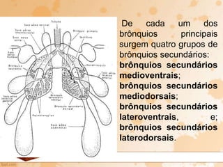 De cada um dos
brônquios principais
surgem quatro grupos de
brônquios secundários:
brônquios secundários
medioventrais;
brônquios secundários
mediodorsais;
brônquios secundários
lateroventrais, e;
brônquios secundários
laterodorsais.
 