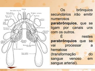 Os brônquios
secundários irão emitir
numerosos
parabrônquios, que se
ligam por canais uns
com os outros.
É nestes
parabrônquios que se
vai processar a
hematose
(transformação do
sangue venoso em
sangue arterial).
 