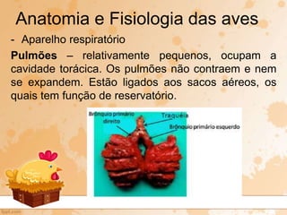 - Aparelho respiratório
Pulmões – relativamente pequenos, ocupam a
cavidade torácica. Os pulmões não contraem e nem
se expandem. Estão ligados aos sacos aéreos, os
quais tem função de reservatório.
Anatomia e Fisiologia das aves
 