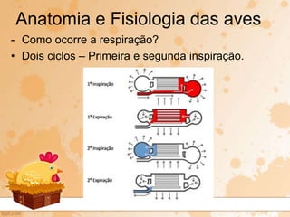 - Como ocorre a respiração?
• Dois ciclos – Primeira e segunda inspiração.
Anatomia e Fisiologia das aves
 