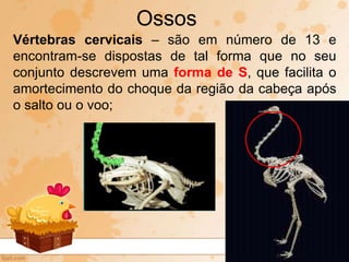 Vértebras cervicais – são em número de 13 e
encontram-se dispostas de tal forma que no seu
conjunto descrevem uma forma de S, que facilita o
amortecimento do choque da região da cabeça após
o salto ou o voo;
Ossos
 