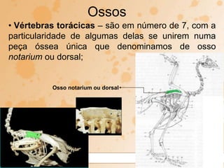 • Vértebras torácicas – são em número de 7, com a
particularidade de algumas delas se unirem numa
peça óssea única que denominamos de osso
notarium ou dorsal;
Ossos
Osso notarium ou dorsal
 