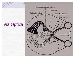 Vía Óptica