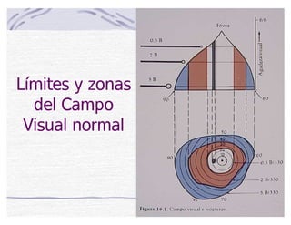 Límites y zonas
del Campo
Visual normal