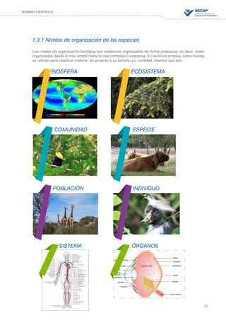 25
DOMINIO CIENTÍFICO
1.3.1 Niveles de organización de las especies
BIOSFERA
COMUNIDAD
POBLACIÓN
SISTEMA
ECOSISTEMA
ESPECIE
INDIVIDUO
ÓRGANOS
Los niveles de organización biológica son eslabones organizados de forma jerárquica, es decir, están
organizados desde lo más simple hasta lo más complejo o viceversa. En términos simples, estos niveles
se utilizan para clasificar materia, de acuerdo a su tamaño y/o cantidad, mismos que son:
 