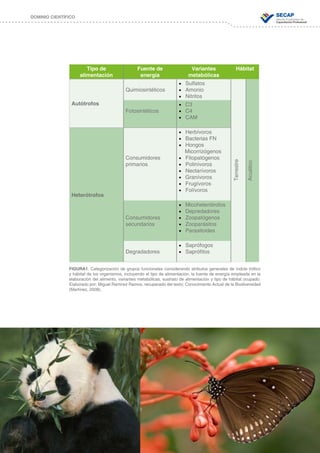 29
DOMINIO CIENTÍFICO
Tipo de
alimentación
Fuente de
energía
Variantes
metabólicas
Hábitat
Autótrofos
Quimiosintéticos
•	 Sulfatos
•	 Amonio
•	 Nitritos
Fotosintéticos
•	 C3
•	 C4
•	 CAM
Heterótrofos
Consumidores
primarios
•	 Herbívoros
•	 Bacterias FN
•	 Hongos
Micorrizógenos
•	 Fitopatógenos
•	 Polinívoros
•	 Nectarívoros
•	 Granívoros
•	 Frugívoros
•	 Folívoros
Consumidores
secundarios
•	 Micoheterótrofos
•	 Depredadores
•	 Zoopatógenos
•	 Zooparásitos
•	 Parasitoides
Degradadores
•	 Saprófogos
•	 Saprófitos
Terrestre
Acuático
FIGURA1. Categorización de grupos funcionales considerando atributos generales de índole trófico
y hábitat de los organismos, incluyendo el tipo de alimentación, la fuente de energía empleada en la
elaboración del alimento, variantes metabólicas, sustrato de alimentación y tipo de hábitat ocupado.
Elaborado por: Miguel Ramírez Ramos, recuperado del texto: Conocimiento Actual de la Biodiversidad
(Martínez, 2008).
 
