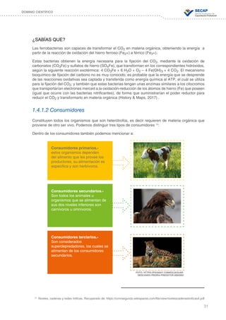 31
DOMINIO CIENTÍFICO
¿SABÍAS QUE?
Las ferrobacterias son capaces de transformar el CO2 en materia orgánica, obteniendo la energía a
partir de la reacción de oxidación del hierro ferroso (Fe2+) a férrico (Fe3+).
Estas bacterias obtienen la energía necesaria para la fijación del CO2, mediante la oxidación de
carbonatos (CO3Fe) y sulfatos de hierro (SO4Fe), que transforman en los correspondientes hidróxidos,
según la siguiente reacción exotérmica: 4 CO3Fe + 6 H2O + O2 – 4 Fe(OH)3 + 4 CO2. El mecanismo
bioquímico de fijación del carbono no es muy conocido; es probable que la energía que se desprende
de las reacciones oxidativas sea captada y transferida como energía química al ATP, el cuál se utiliza
para la fijación del CO2; y también que estas bacterias tengan unas enzimas similares a los citocromos
que transportarían electrones merced a la oxidación-reducción de los átomos de hierro (Fe) que poseen
(igual que ocurre con las bacterias nitrificantes), de forma que suministrarían el poder reductor para
reducir el CO2 y transformarlo en materia orgánica (History & Maps, 2017) .
1.4.1.2 Consumidores
Constituyen todos los organismos que son heterótrofos, es decir requieren de materia orgánica que
proviene de otro ser vivo. Podemos distinguir tres tipos de consumidores 12
:
Dentro de los consumidores también podemos mencionar a:
Consumidores primarios.-
estos organismos dependen
del alimento que les provee los
productores, su alimentación es
específica y son herbívoros.
Consumidores secundarios.-
Son todos los animales u
organismos que se alimentan de
sus dos niveles inferiores son
carnívoros u omnívoros.
Consumidores terciarios.-
Son considerados
superdepredadores, los cuales se
alimentan de los consumidores
secundarios.
FOTO: HTTPS://PIXABAY.COM/ES/JAGUAR-
DESCANSO-PIEDRA-PREDATOR-2800382/
12
Niveles, cadenas y redes tróficas. Recuperado de: https://ccnnsegundo.wikispaces.com/file/view/nivelescadenastroficas4.pdf
 