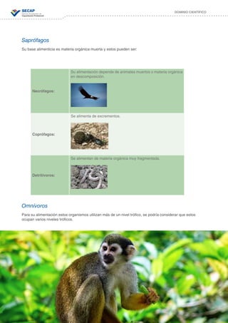 32
DOMINIO CIENTÍFICO
Saprófagos
Su base alimenticia es materia orgánica muerta y estos pueden ser:
Omnívoros
Para su alimentación estos organismos utilizan más de un nivel trófico, se podría considerar que estos
ocupan varios niveles tróficos.
Necrófagos:
Su alimentación depende de animales muertos o materia orgánica
en descomposición.
Coprófagos:
Se alimenta de excrementos.
Detritívoros:
Se alimentan de materia orgánica muy fragmentada.
 