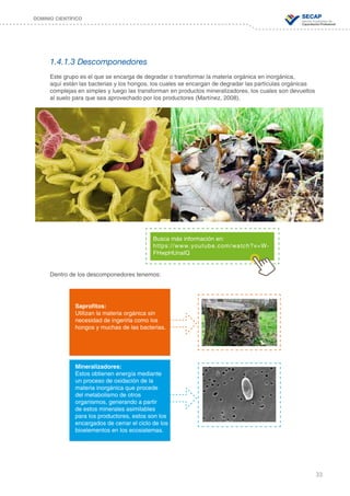 33
DOMINIO CIENTÍFICO
1.4.1.3 Descomponedores
Este grupo es el que se encarga de degradar o transformar la materia orgánica en inorgánica,
aquí están las bacterias y los hongos, los cuales se encargan de degradar las partículas orgánicas
complejas en simples y luego las transforman en productos mineralizadores, los cuales son devueltos
al suelo para que sea aprovechado por los productores (Martínez, 2008).
Dentro de los descomponedores tenemos:
Busca más información en:
https://www.youtube.com/watch?v=W-
FHwpHUnaIQ
Saprofitos:
Utilizan la materia orgánica sin
necesidad de ingerirla como los
hongos y muchas de las bacterias.
Mineralizadores:
Estos obtienen energía mediante
un proceso de oxidación de la
materia inorgánica que procede
del metabolismo de otros
organismos, generando a partir
de estos minerales asimilables
para los productores, estos son los
encargados de cerrar el ciclo de los
bioelementos en los ecosistemas.
 