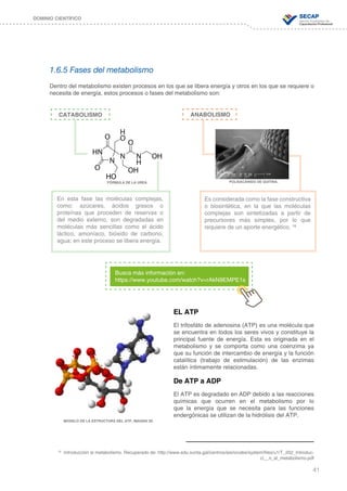 41
DOMINIO CIENTÍFICO
1.6.5 Fases del metabolismo
Dentro del metabolismo existen procesos en los que se libera energía y otros en los que se requiere o
necesita de energía, estos procesos o fases del metabolismo son:
EL ATP
El trifosfáto de adenosina (ATP) es una molécula que
se encuentra en todos los seres vivos y constituye la
principal fuente de energía. Esta es originada en el
metabolismo y se comporta como una coenzima ya
que su función de intercambio de energía y la función
catalítica (trabajo de estimulación) de las enzimas
están íntimamente relacionadas.
De ATP a ADP
El ATP es degradado en ADP debido a las reacciones
químicas que ocurren en el metabolismo por lo
que la energía que se necesita para las funciones
endergónicas se utilizan de la hidrólisis del ATP.
16
Introducción al metabolismo. Recuperado de: http://www.edu.xunta.gal/centros/iesriocabe/system/files/u1/T_202_Introduc-
ci__n_al_metabolismo.pdf
CATABOLISMO ANABOLISMO
En esta fase las moléculas complejas,
como: azúcares, ácidos grasos o
proteínas que proceden de reservas o
del medio externo, son degradadas en
moléculas más sencillas como el ácido
láctico, amoníaco, bióxido de carbono,
agua; en este proceso se libera energía.
Es considerada como la fase constructiva
o biosintética, en la que las moléculas
complejas son sintetizadas a partir de
precursores más simples, por lo que
requiere de un aporte energético. 16
Busca más información en:
https://www.youtube.com/watch?v=rAkN9EMPE1s
POLISACÁRIDO DE QUITINA.FÓRMULA DE LA UREA
MODELO DE LA ESTRUCTURA DEL ATP, IMAGEN 3D
 