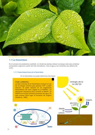 42
DOMINIO CIENTÍFICO
1.7 La fotosíntesis
Es el proceso de anabolismo autótrofo, en donde las plantas utilizan la energía solar para sintetizar
compuestos orgánicos a partir del CO2 atmosférico, más el agua y los nutrientes que obtiene del
suelo.
1.7.1 Fases bioquímicas de la fotosíntesis
		 En la fotosíntesis se puede determinar dos fases:
FASE LUMINOSA:
La fase luminosa de la fotosíntesis involucra el uso
de la energía lumínica para generar ATP y poder
reductor. El poder reductor en los organismos
fotosintéticos del reino vegetal es el NADPH. Los
electrones necesarios para convertir el NADP+ en
NADPH en la fase luminosa provienen del agua. En
este proceso tiene lugar la formación de oxígeno
(Salisbury, 1992).
https://pixabay.com/es/de-la-hoja-verde-follaje-1001679/
 