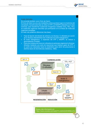 43
DOMINIO CIENTÍFICO
FASE OSCURA:
Es conocida también como Ciclo de Calvin.
El Ciclo de Calvin es una ruta metabólica cíclica que tiene lugar en el estroma del
cloroplasto. Durante esta fase se utiliza el ATP y el NADPH obtenidos en la fase
luminosa, para transformar sustancias inorgánicas oxidadas (CO2, NO3, SO4)
en moléculas orgánicas reducidas que participarán en la síntesis de moléculas
orgánicas complejas.
En esta ruta podemos diferenciar tres fases:
•	 Fase de fijación del dióxido de carbono a la ribulosa 1,5 difosfato por acción
de la ribulosa obteniéndose dos moléculas de ácido fosfoglicérico.
•	 El ácido fosfoglicérico, a expensas del ATP y NADPH, se reduce a
gliceraldehido-3-fosfato.
•	 Estos dos fosfatos de triosa son utilizados en parte para regenerar la ribulosa-
difosfato mediante una serie de reacciones que implican gasto de ATP, y
en parte son desviados hacia el anabolismo para servir de precursores a
distintos tipos de biomoléculas (Salisbury, 1992).
CARBOXILACIÓN
REGENERACIÓN REDUCCIÓN
Ribulasa
1,5-difosfato
Acido 3-
fosfoglicérico
3-fosfo
gliceraldehido
CO2 + H2O
Rubis CO
ADP + Pi
NADP
+
ATP
NADPH
ATP
ADP + Pi
Busca más información en:
https://www.youtube.com/watch?v=deGxQJGhSlE&t=21s
 
